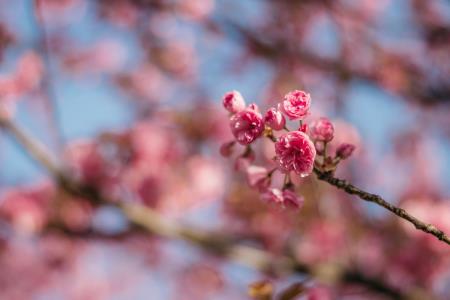  Japonske češnje v polnem razcvetu